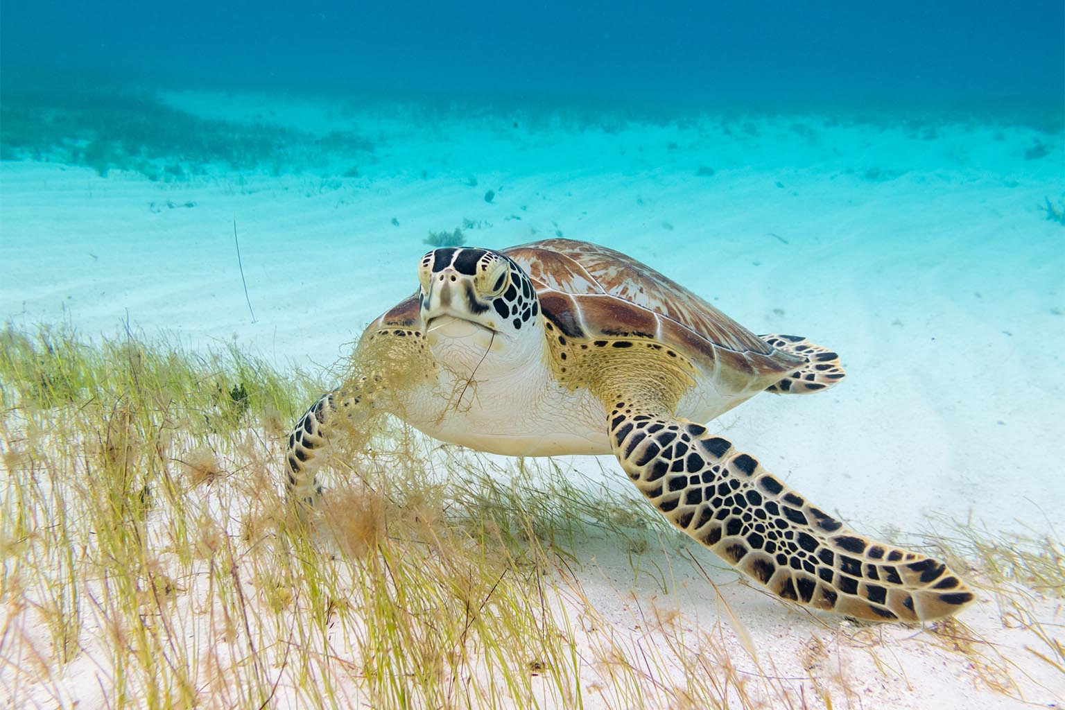 Nadar con tortugas: aventuras de snorkel en la Bahía de Akumal